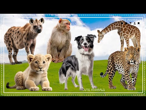 Wild Animal Sounds In Peaceful: Cheetah, Lioness, Baboon, Hyena, Dog, Giraffe - Funny Animal Videos