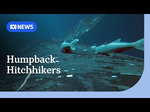 YouTube video thumbnail: These 'Suckerfish' Have a Curious Relationship With Humpback Whales