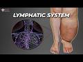 Lymphatic System Functions and Disorders