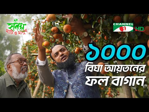 হযরতের ১০০০ বিঘা আয়তনের ফল বাগান | Shykh Seraj | Channel i |