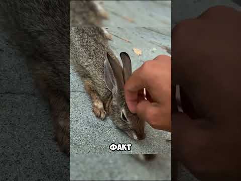 Кролик в ловушке: как скейтер стал героем 🐰🛹