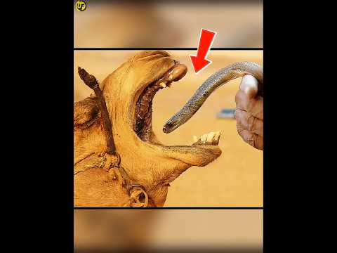 CAMEL About Mentioned in Quran |#shortsfeed #shorts #camel