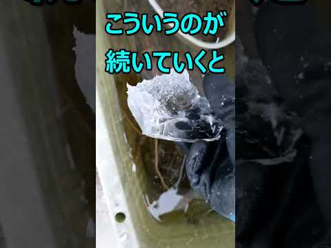 全凍結する前に確認！屋外飼育メダカの凍結状態　＃shorts