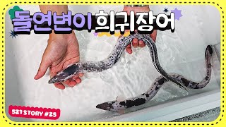 수만분의 1의 확률로 나타난다는 희귀 장어를 입양했습니다.