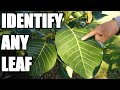 Tree Leaf Identification Concepts