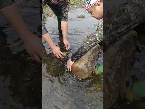 Pinagtulungan iangat ang bato may natrapped na isda sa loob #fishing #cambodia