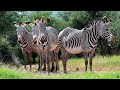 Gevy Zebra Conservation and Biology
