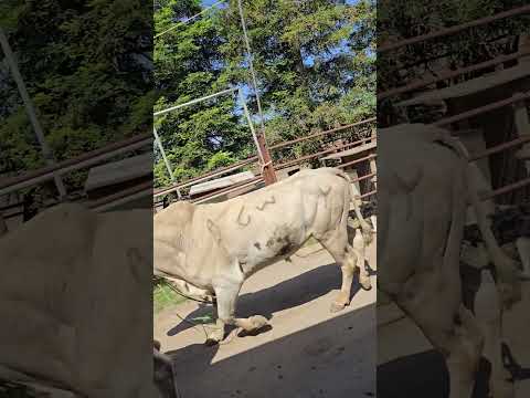 Gemelos #toro #cow #jaripeo #mascotas #vaca #jaripeo #rodeo #rancho #bulls