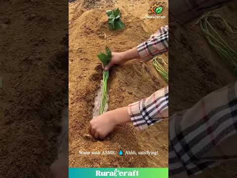 Planting ASMR? 🌱 This is Weirdly Relaxing to Watch! ✨ #planting #asmr #satisfying #gardening