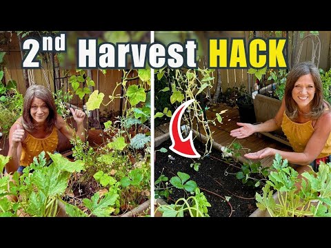 What Smart Gardeners Do in July