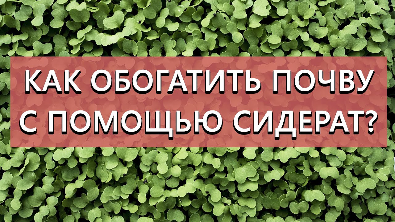 Как обогатить почву с помощью сидерат? После каждой культуры свой сидерат! Как выбрать?