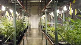 Krass! 300 Quadratmeter große Marihuana-Plantage entdeckt