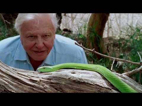 David Attenborough: A Life On Our Planet | Official Trailer
