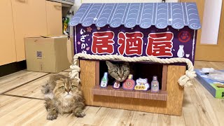 猫に居酒屋ハウスをプレゼントするとこうなりますw