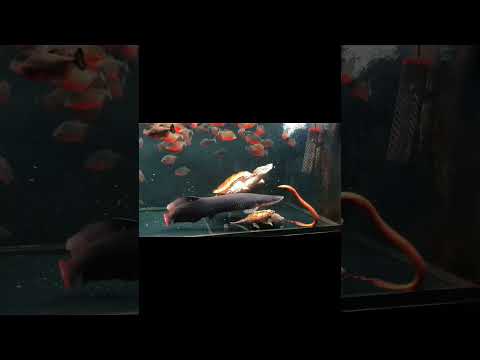 #FishKeepingDiary #Piranha #AquariumLife #TigerFish
