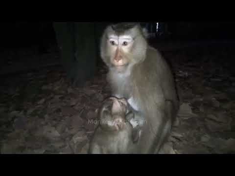 Adorable Baby Monkeys Live a Wild Life and Love Baby Monkeys