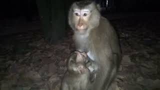 Adorable Baby Monkeys Live a Wild Life and Love Baby Monkeys