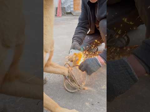 Good job! Good man! #shortvideo #love #pets