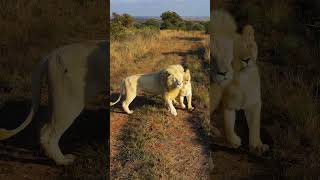 LIONS Go Running! #cat #wildlife #fun