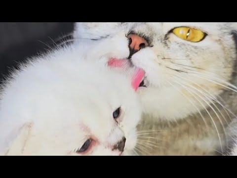 This is what a mother's love for her kittens looks like. This is a very cute video