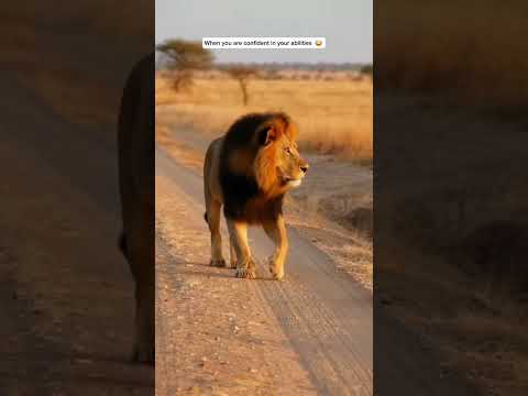 WARTHOG VS LION ๐ฆ FUNNY MOMENTS ๐