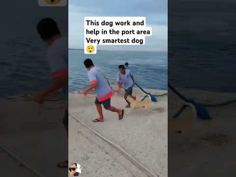 this dog is like a peoples mind #subscribe