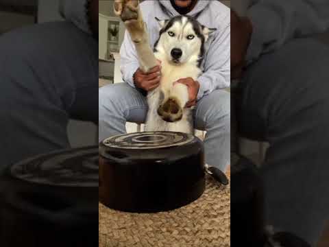 teaching my DOG to PLAY the DRUMS 🥁 #shorts