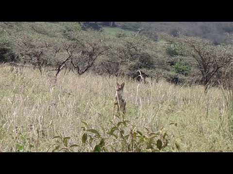 Jackal looking shocked at what he almost ran into