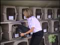 Pet Travel Experience on Airlines