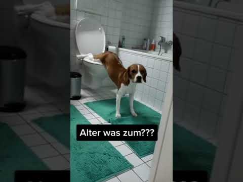 Brighten your day with Doggie Funnies #funnydogs #funnyfurryfriends #cutedogs