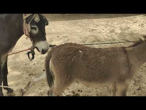 Коні Ваговози.Жеребець на Паровку.Привезли лошицю з Бачача.Коні Тернопільщини,