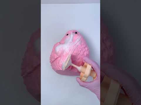 FUFUSQUISHY ASMR 🐣🐣Chicks