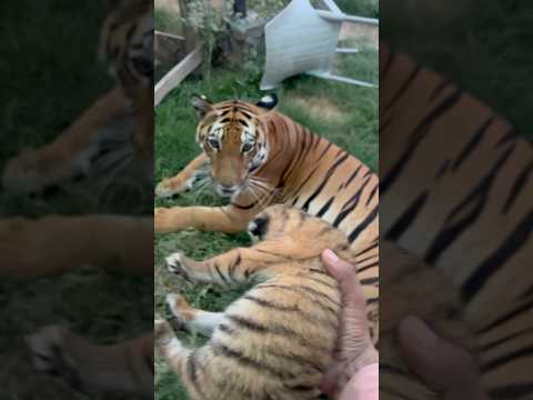 Episode 885: Helping baby tiger drink mother milk 😍🐯😘