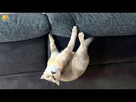 FUNNY CATS and DOGS 🐱🐶 & BIRDS 🐦 New Funniest Animals Videos 2024