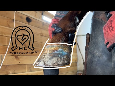 PAINFUL DIRTY HORSE HOOF | Satisfying HORSESHOEING