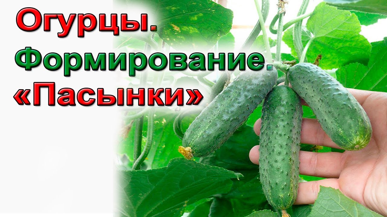 Как формировать огурцы. Схема формирования. Начинающим
