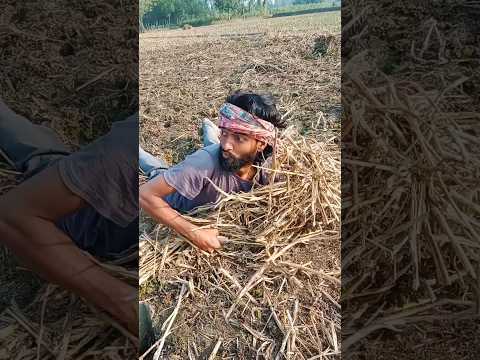 কাস্তের বদলে মিহিদানা 🤣#shorts #funny #mihidana #viralvideo #shortvideo