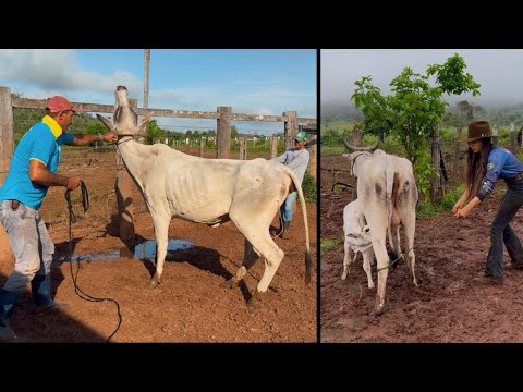 PARIU UMA VACA NOVA NA FAZENDA E VAMOS DOMAR ELA PARA TIRAR LEITE 😍