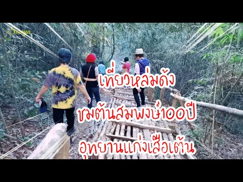 ต้นสมพงษ์ต้นไม้ใหญ่อายุ100ปีหล่มด้งอุทยานแก่งเสือเต้นมาดามคั