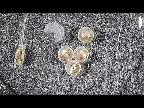 斗鱼鱼孵化出（显微镜下）Betta Fish hatching from eggs (under the microscope) - YouTube