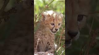 Fluffy babies cheetah 😻♥️✨