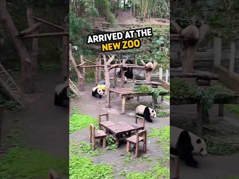 This panda had no friends, but something amazing happened.. ? ❤️ #shorts