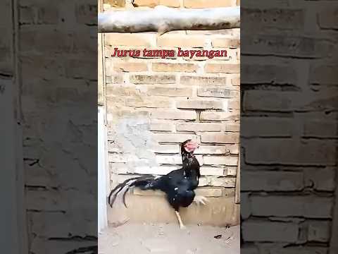 "Warrior Spirit 🐓💀 | The Deadly Aseel Murga"#shorts #aseel #rooster #shortsfeed