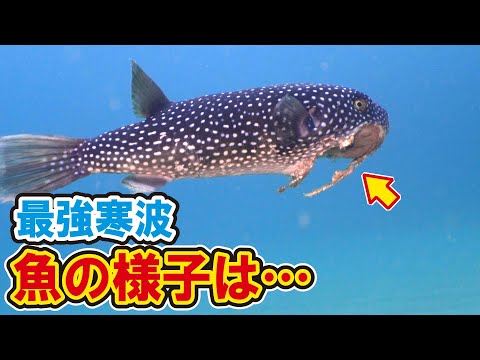 “最強寒波“で魚が消えた海。激レアな魚に遭遇するも…