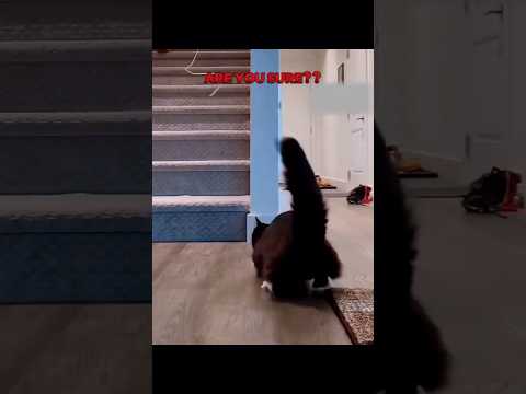 cat can't drift 💀