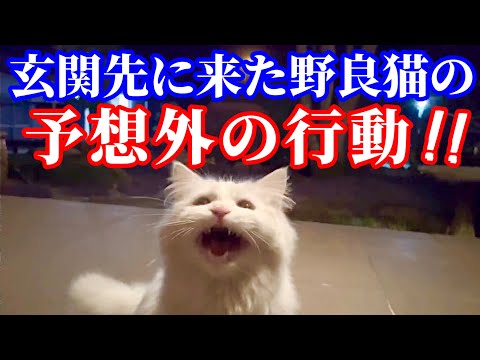 野良猫の行動が予想外すぎて可愛かった