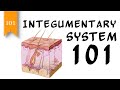 Integumentary System Functions and Components