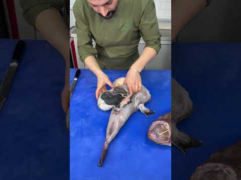 Balık ağır gelsin diye balığın taş doldurmuşlar.