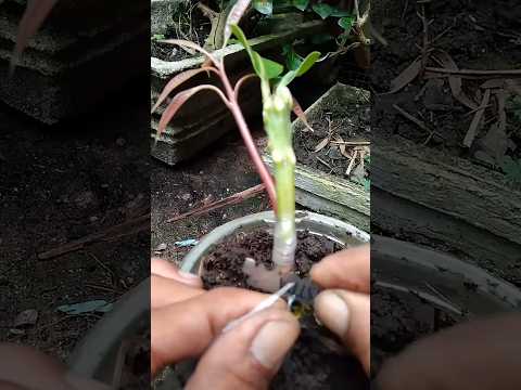 How to grow mangoes from a mango tree#shortvideo #shortsfeed #viralshort