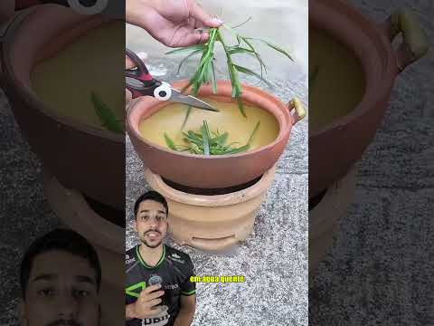 Capim pé de galinha!